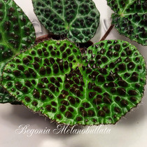 Begonia Melanobullata